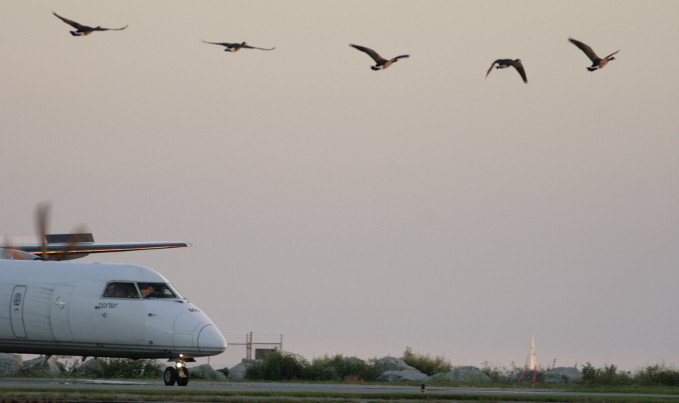 Flocks of geese at the Island Airport create danger of bird strikes, even worse if they are sucked into jet engines. (Photo: Ron Jenkins)